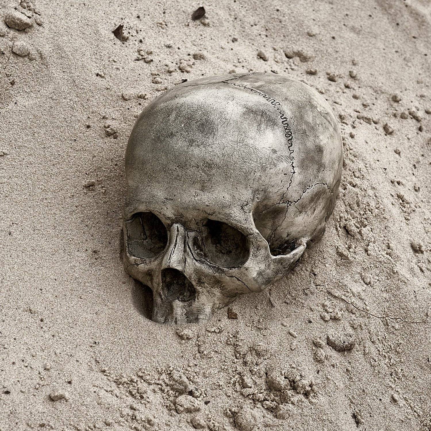 череп песок пустыня, Шипов Олег