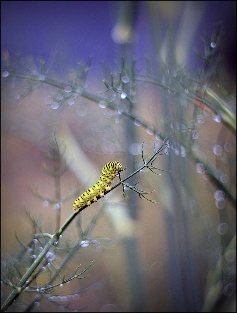 , Krzysztof Trojanowski