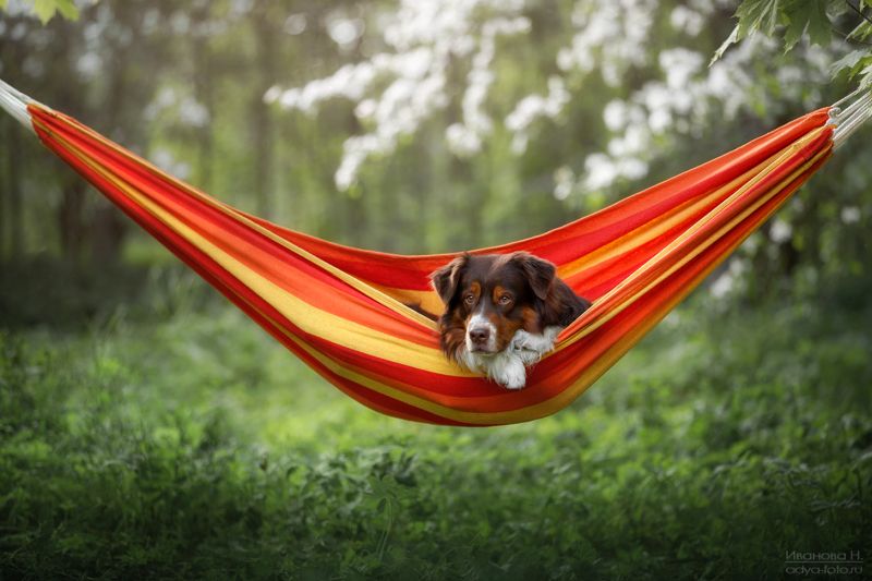 *** фото превью