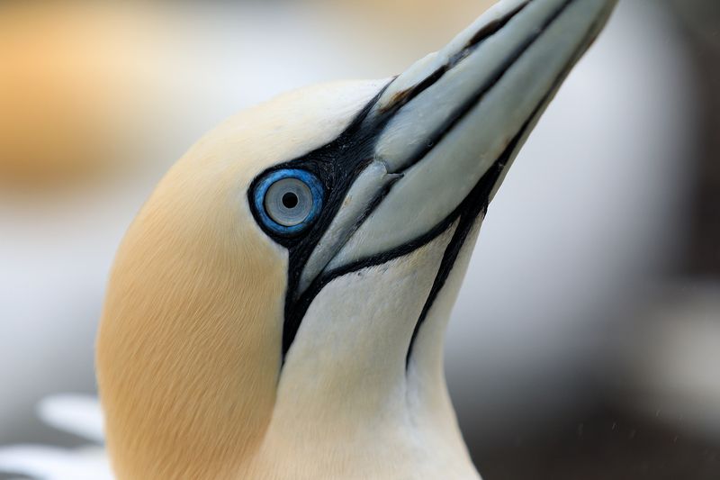 seabird, close up,north sea, beak, Scotland Portrait of an adult gannet.  Bass Rock. Scotland фото превью