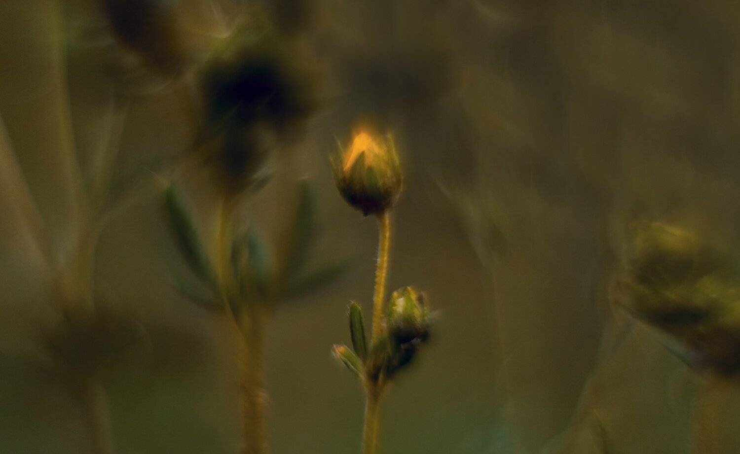 природа,лето,беларусь,макро,цветы, Sixten ( Сергей )