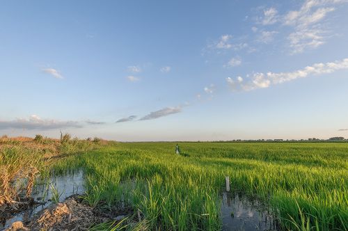 Волшебный зелёный цвет рисовых листьев