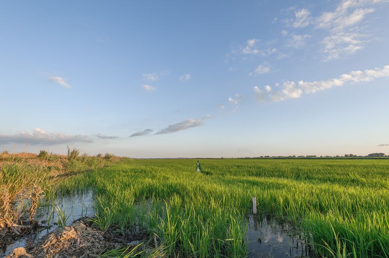 рисовые чеки, рисовые поля, зелёный рис Волшебный зелёный цвет рисовых листьев фото превью
