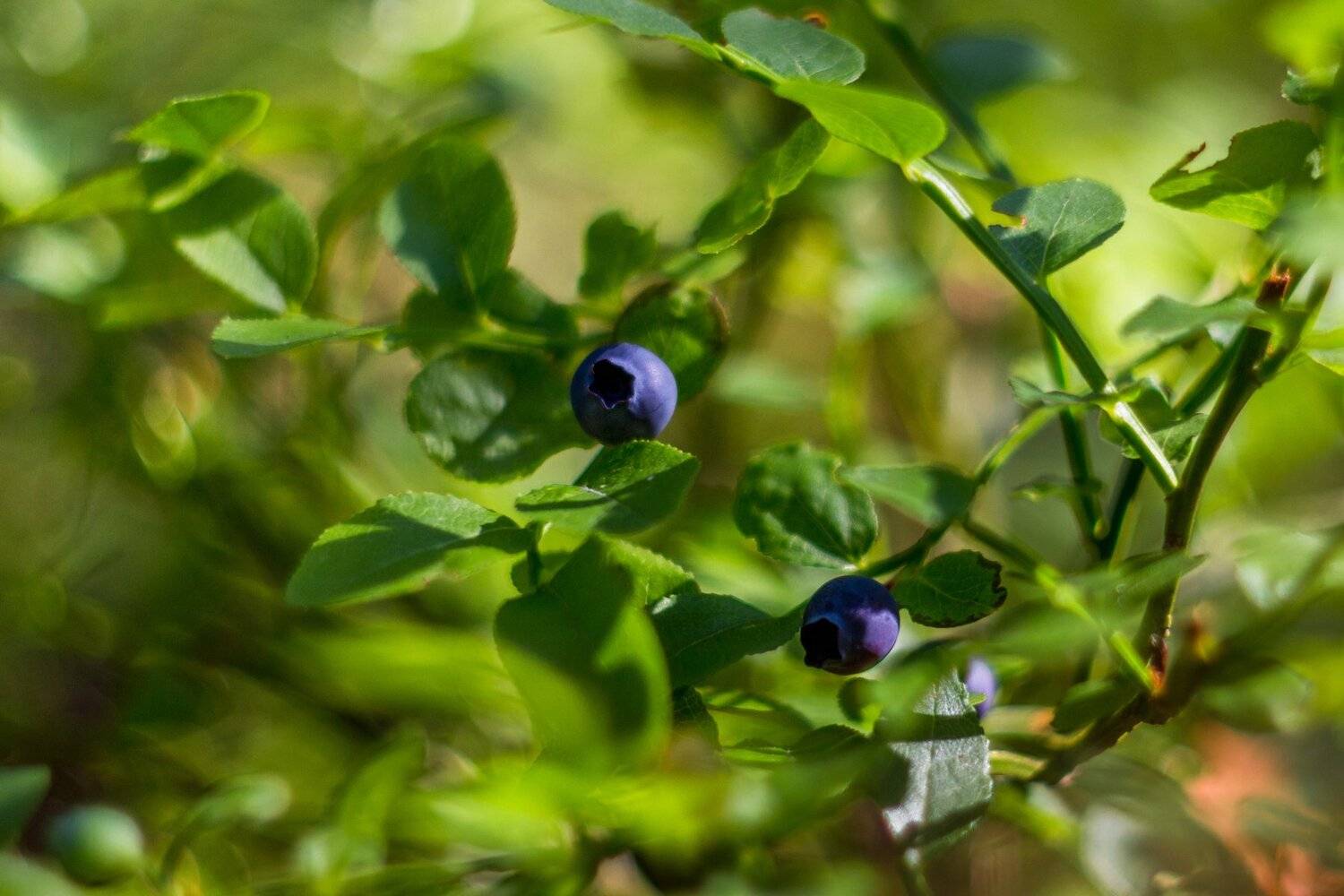 , Руслан Востриков