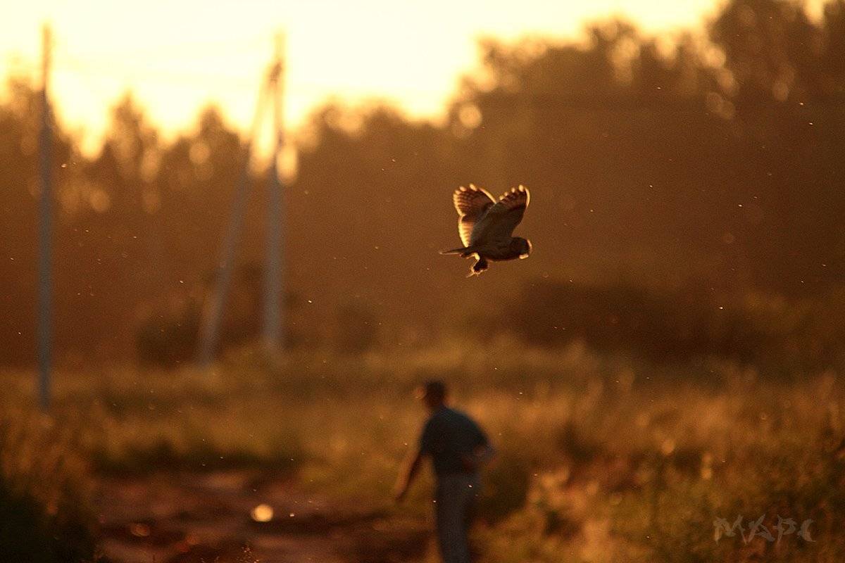 животные птицы лето сова закат деревня, Шангареев Марс