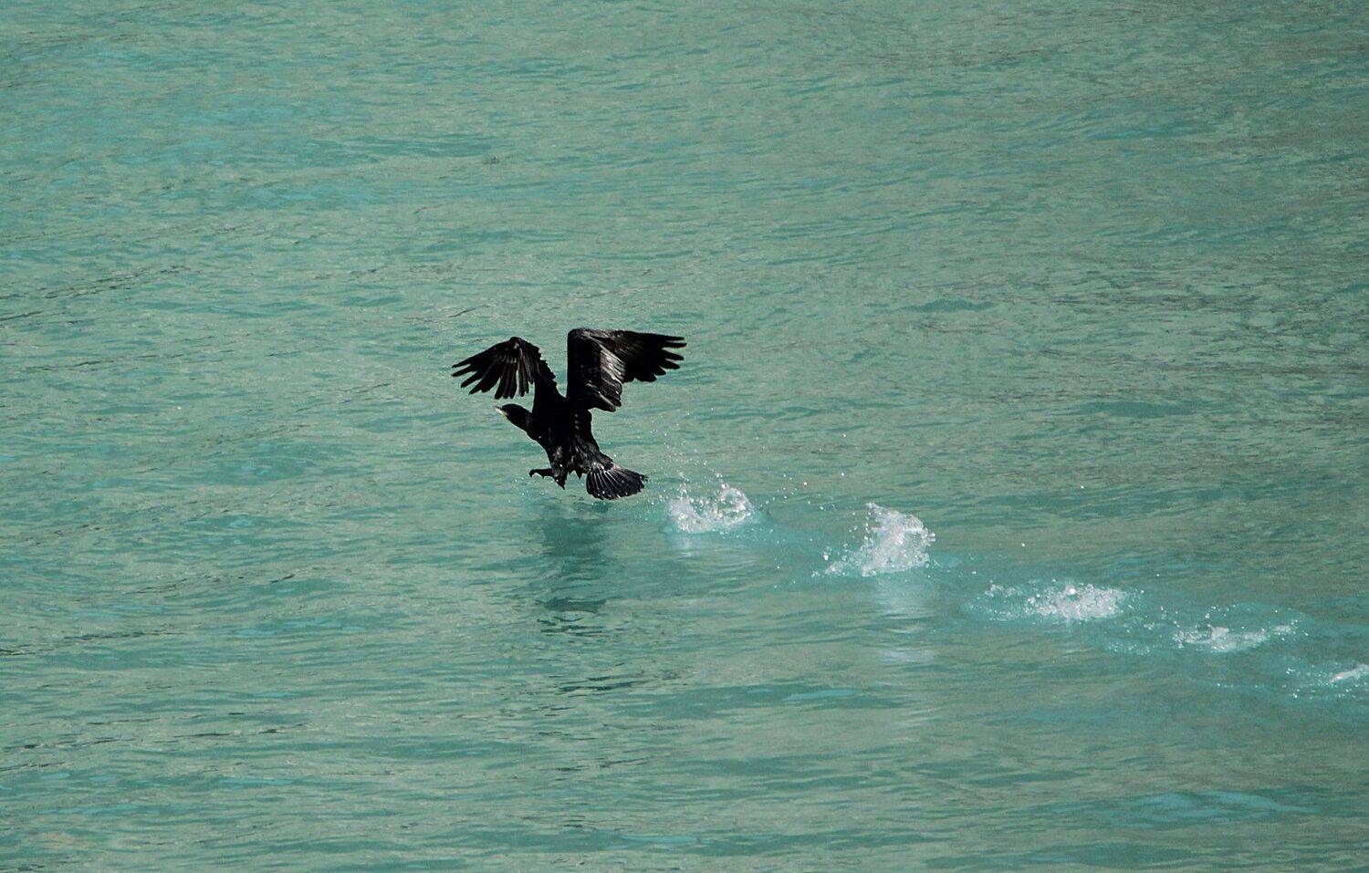 птица,баклан,вода,взлёт, Marat Magov