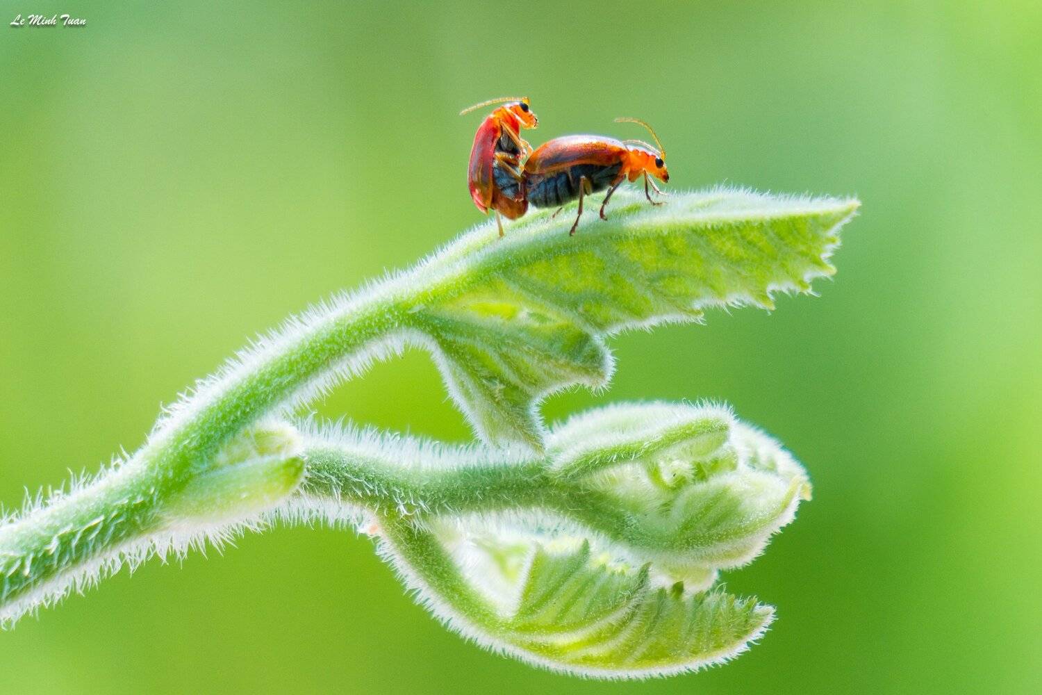 macro, L&ecirc; Minh Tuấn