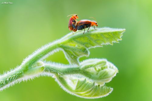 Mating