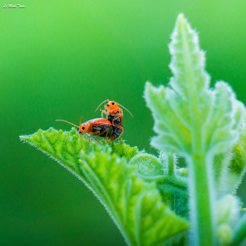 macro Mating фото превью