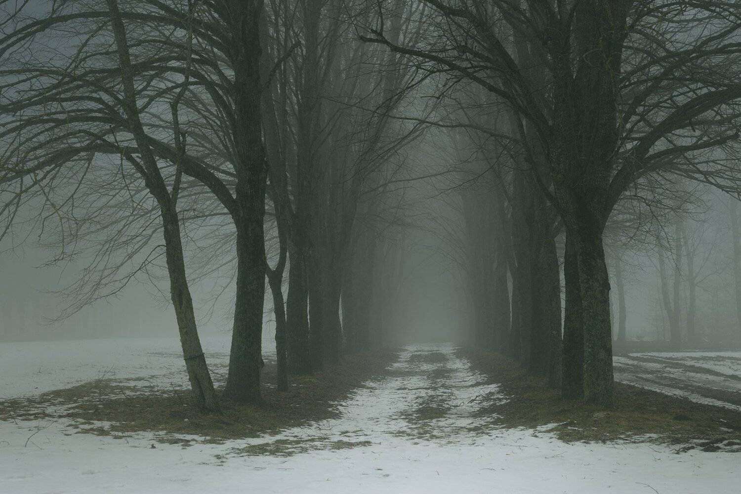 зима утро туман аллея, Александр Жарников