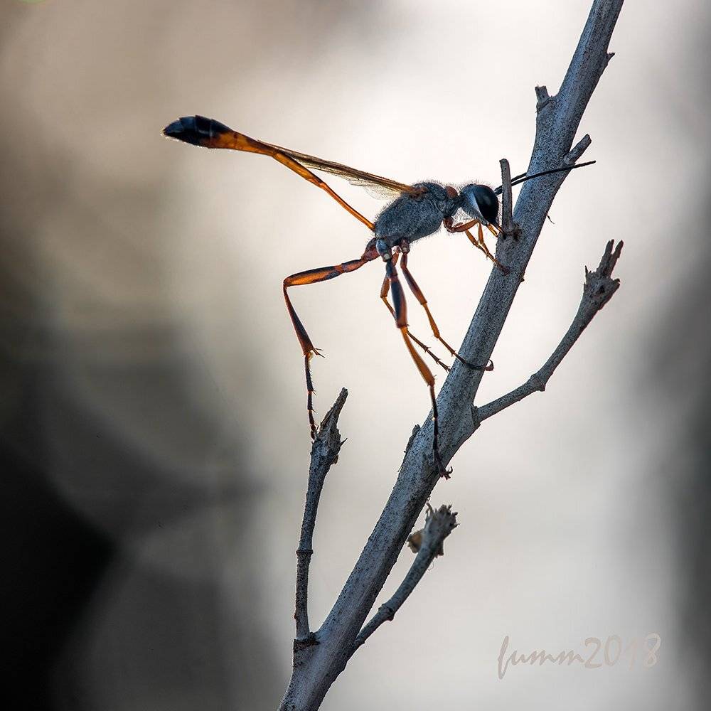 , Игорь ФУММ