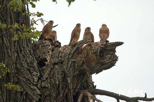 Пустельжата