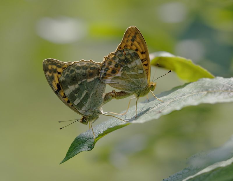 Бабочка,Секс В жаркий полдень ... фото превью