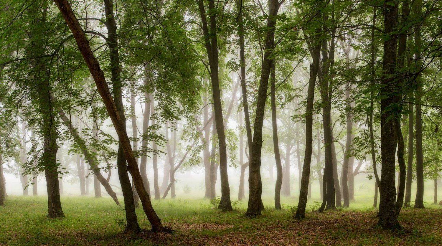 природа утро лето, Михаил Корнилов