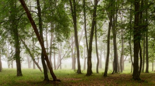 утро в лесу