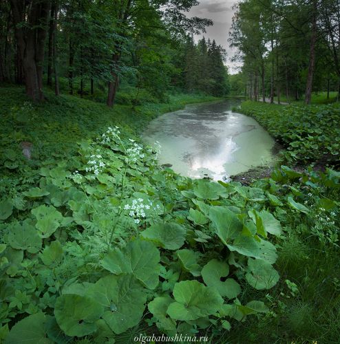Где-то в Павловском парке