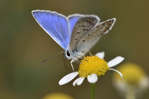 Polyommatus icarus