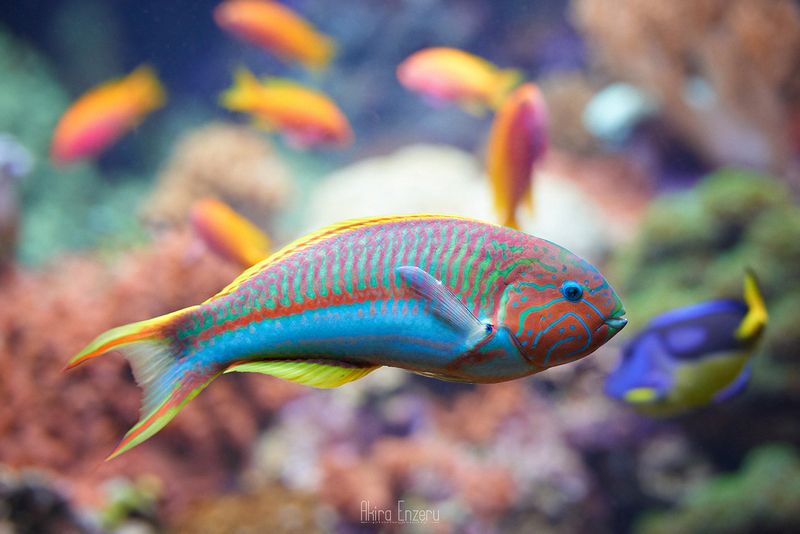 fish, underwater,  ***photo preview