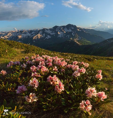 Рододендрон Сохадзе
