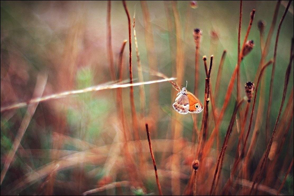 , Krzysztof Trojanowski