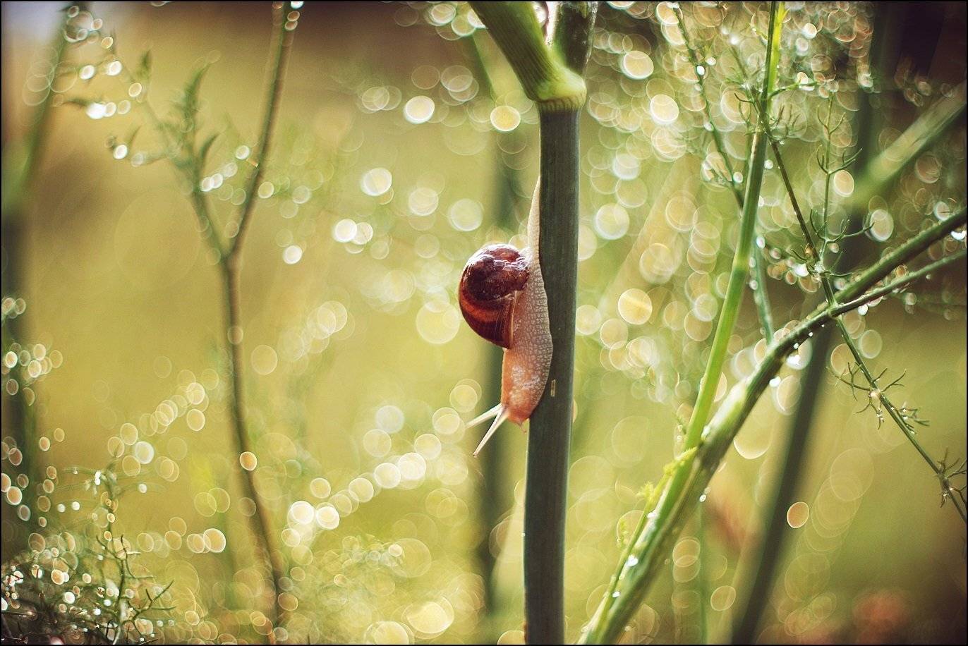 , Krzysztof Trojanowski