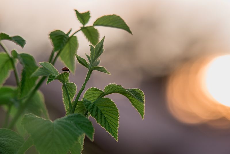 божья коровка фото превью