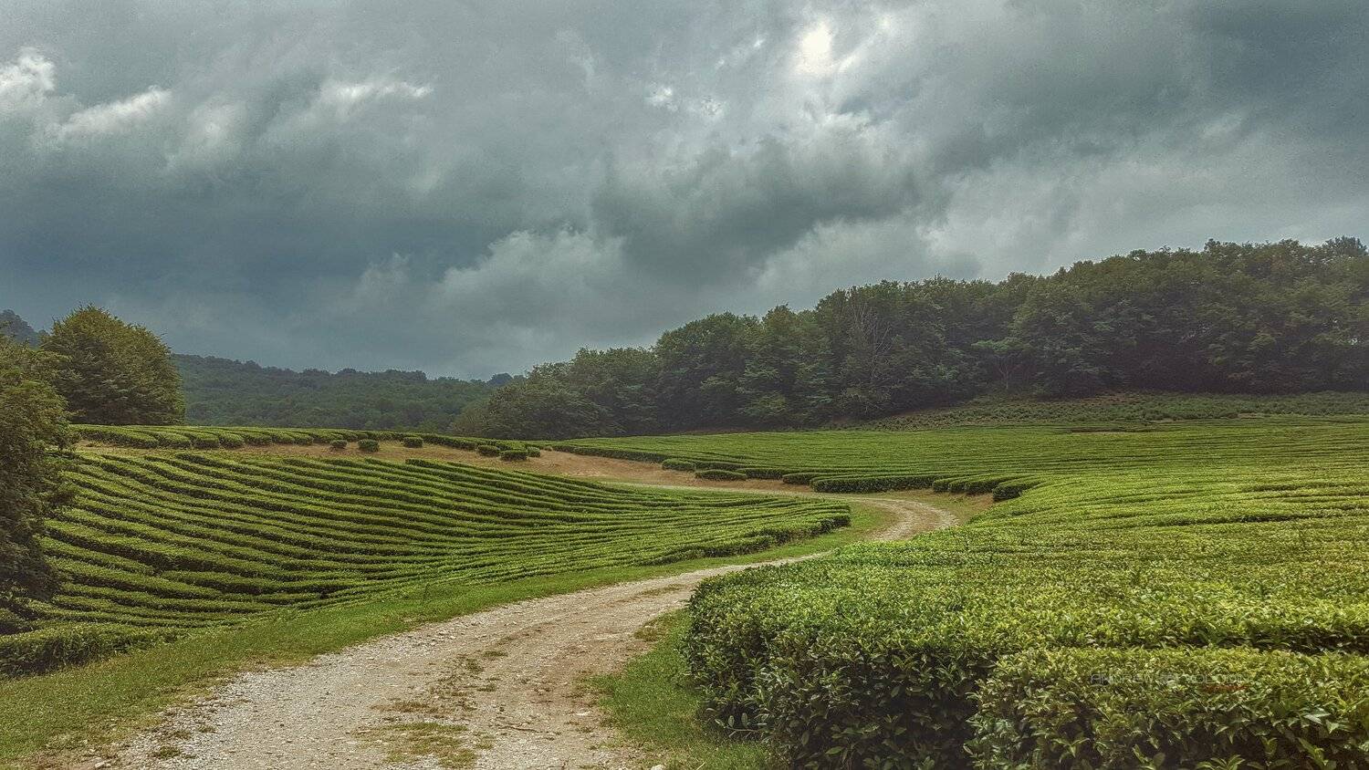 чай плантации гроза тучи, Андрей Володин