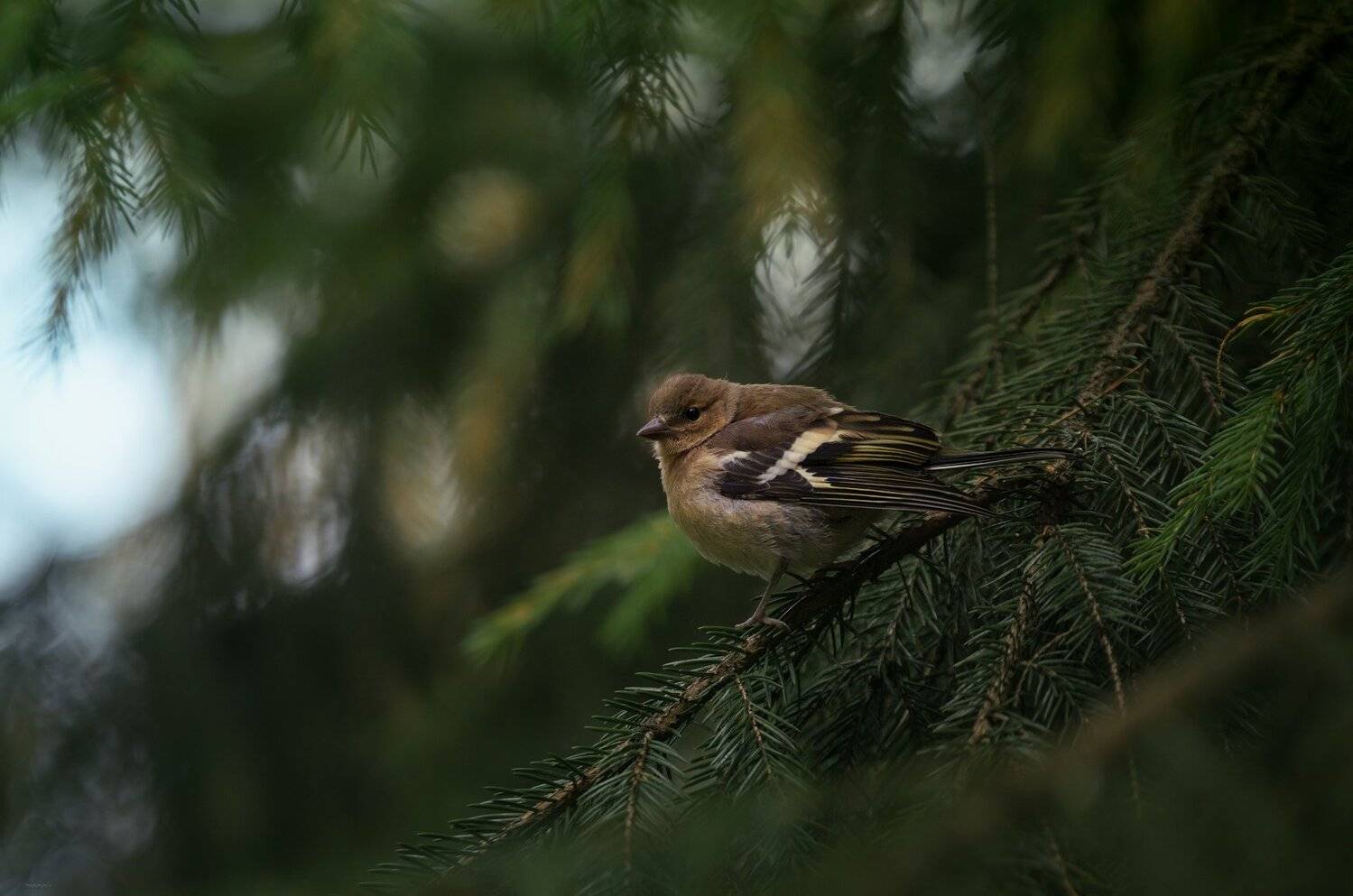 природа, лес, животные, птицы, Дмитрий Посевич