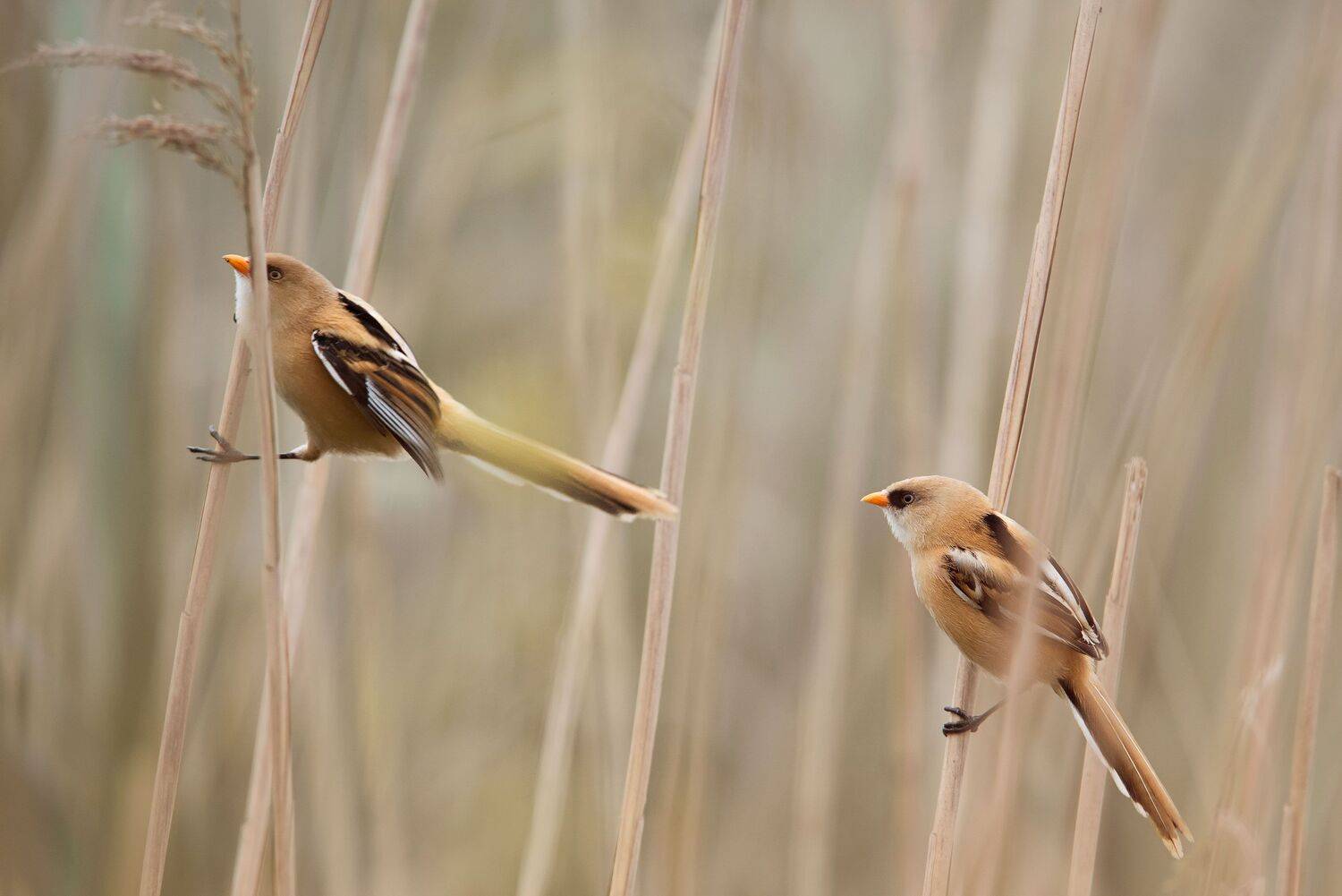 , Arkadiusz Michalak
