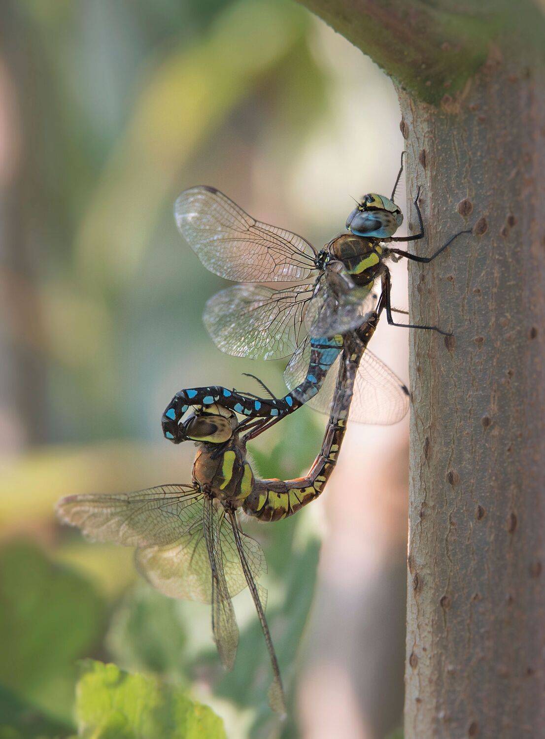 , Arkadiusz Michalak