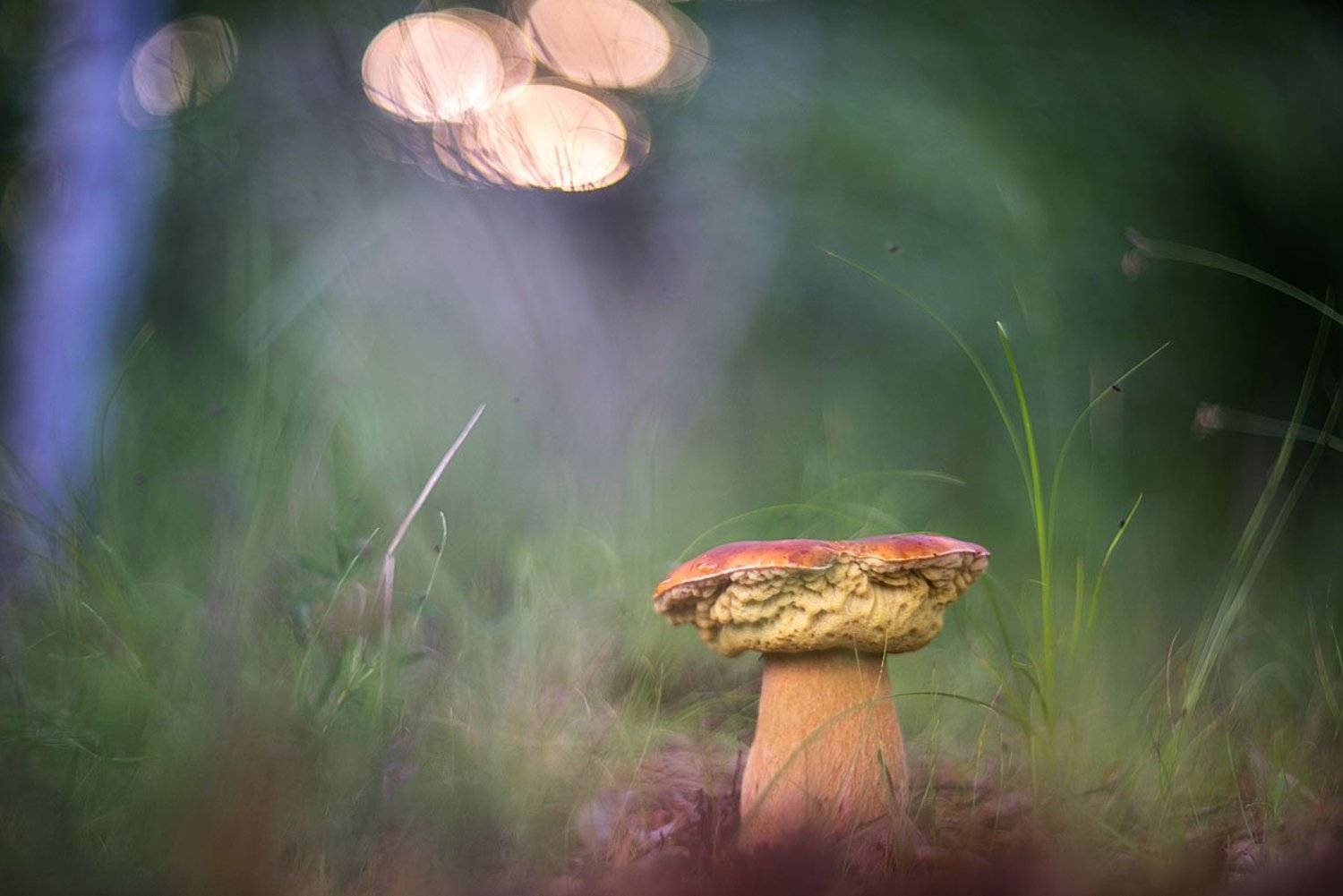 , Сергей Брагин