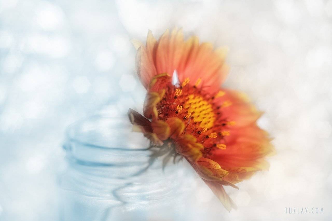 лето в банке, оранжевый цветок, гайлардия, боке, софт фокус, Владимир Тузлай