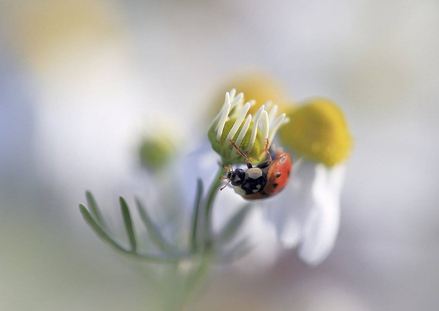 Лето,поле,цветы,божья коровка,ромашка, Виктор Шнайдер