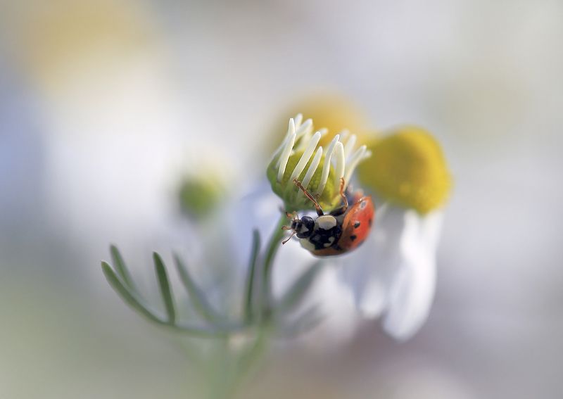 Лето,поле,цветы,божья коровка,ромашка Вечером в поле. фото превью