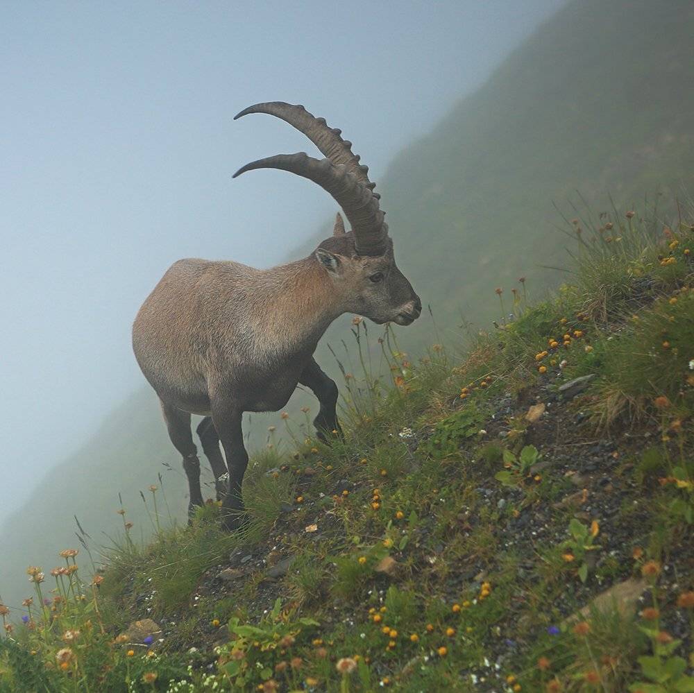 swiss, Матвеев Николай
