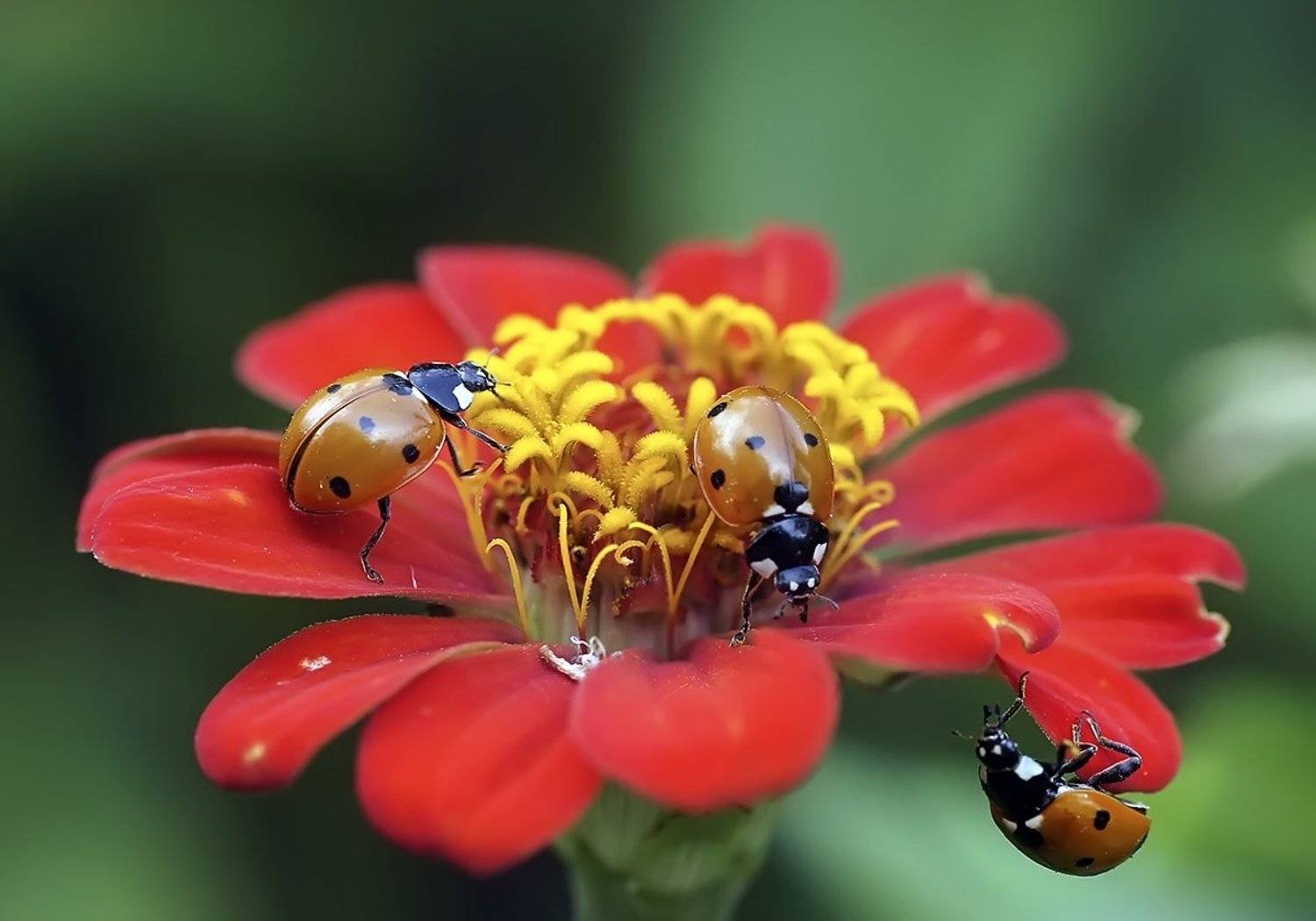 макро,божьи коровки,лето, Гарик Соколов