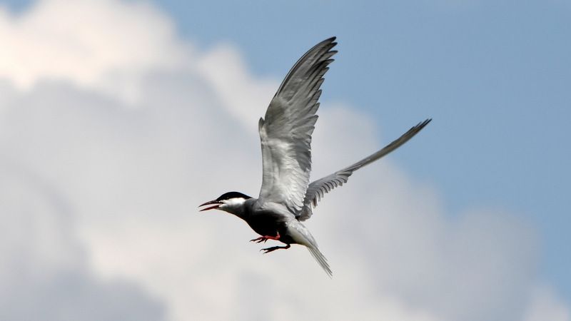 листопад Полет фото превью