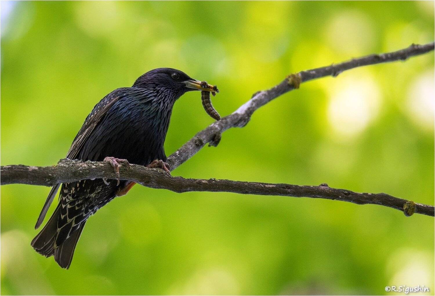 , Руслан Сигушин