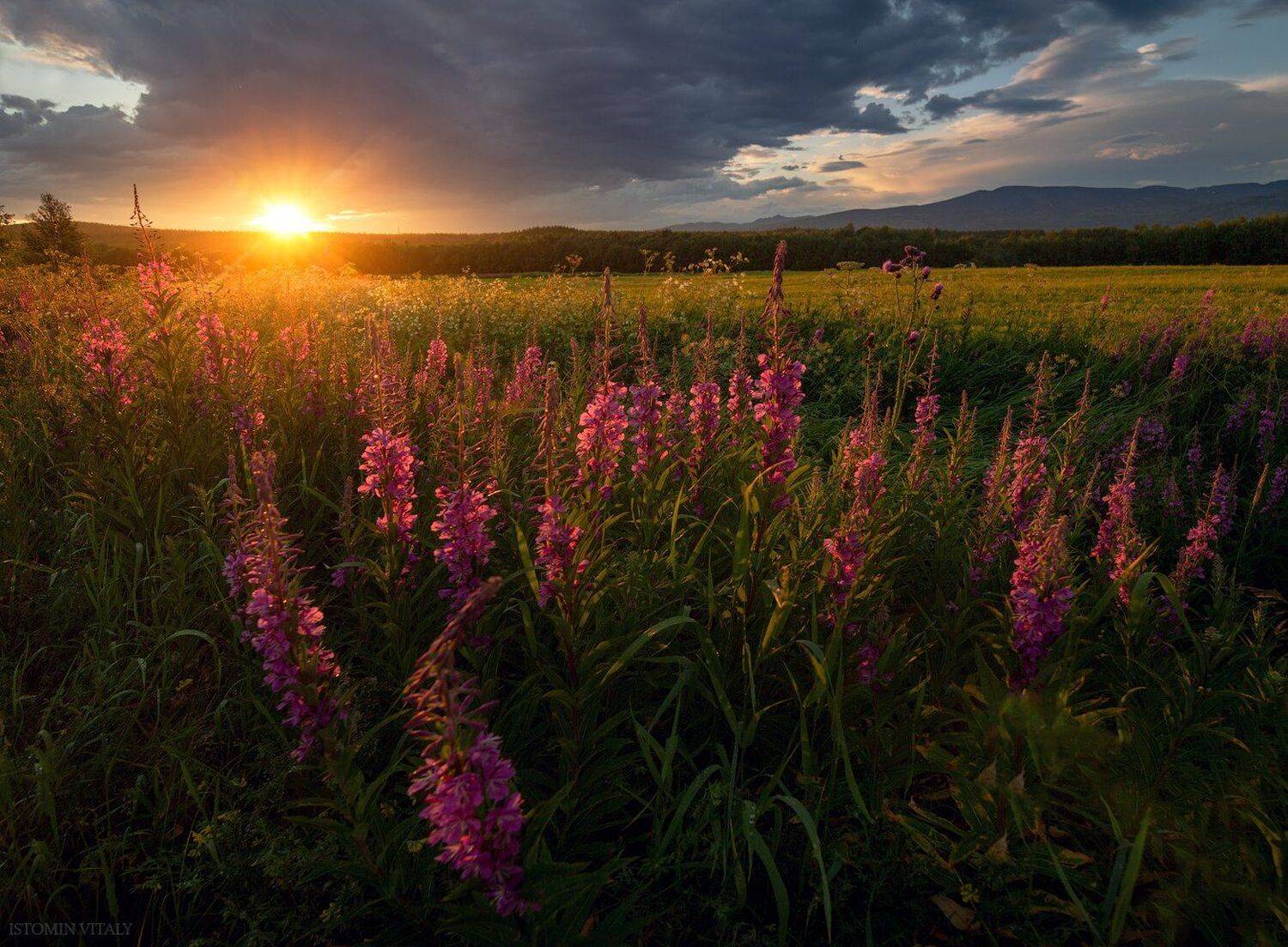 пейзаж,россия,хибины,закат,небо,цветы,лето,небо,горы,кольский север, Виталий Истомин