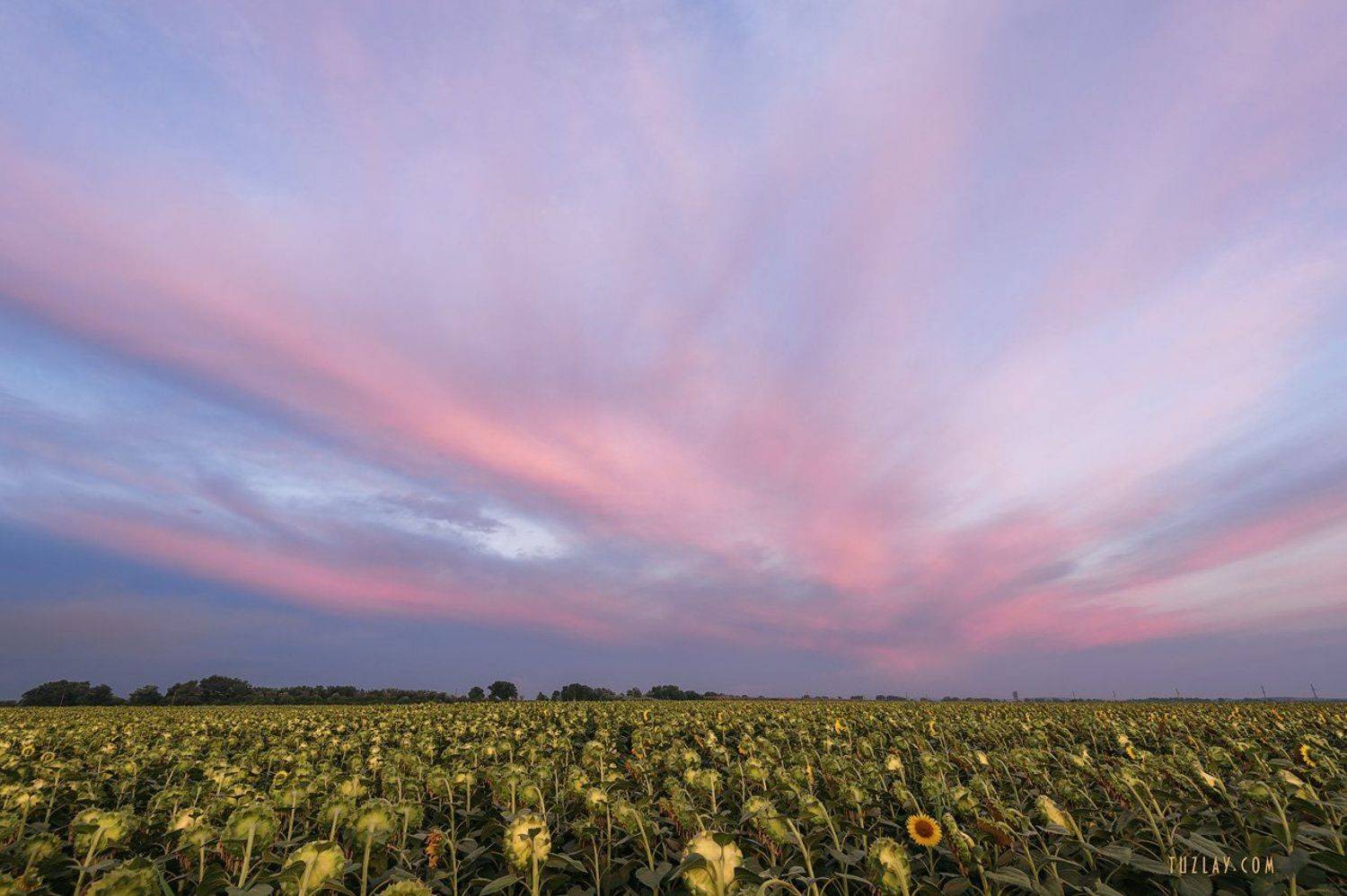 подсолнухи, земля таманская, вечернее небо, Владимир Тузлай