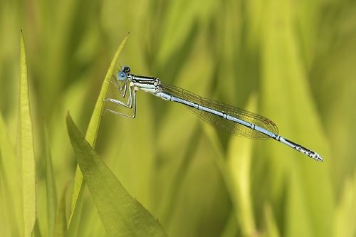 Zygoptera