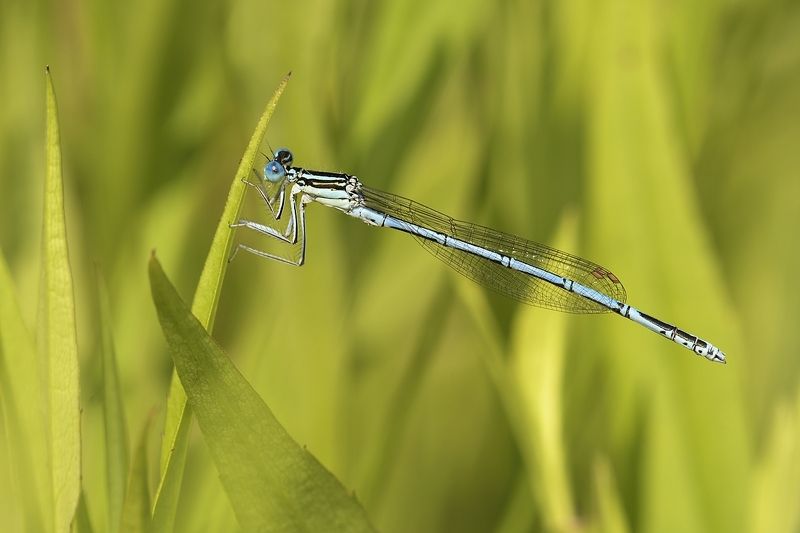 стрекоза dragonfly damselfly Zygoptera фото превью
