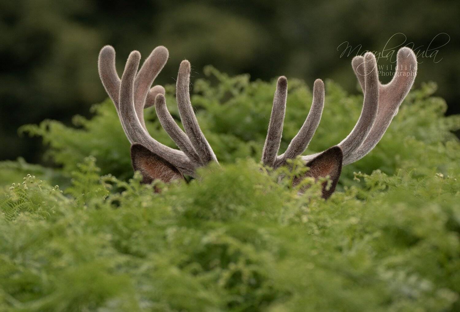 red deer, deer, nature, wildlife, woods, bracken, camouflage, MARIA KULA