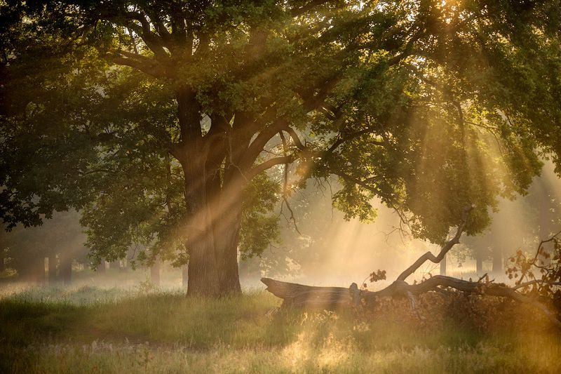 природа утро лето лес туман Утро фото превью