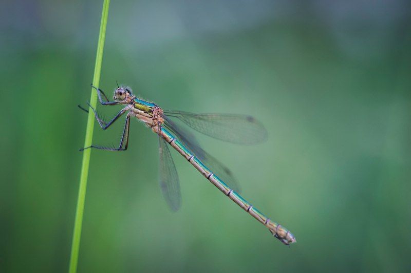 ... фото превью