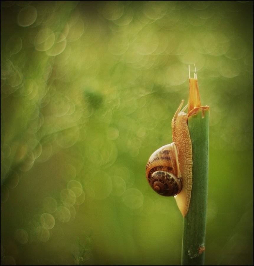 , Krzysztof Trojanowski