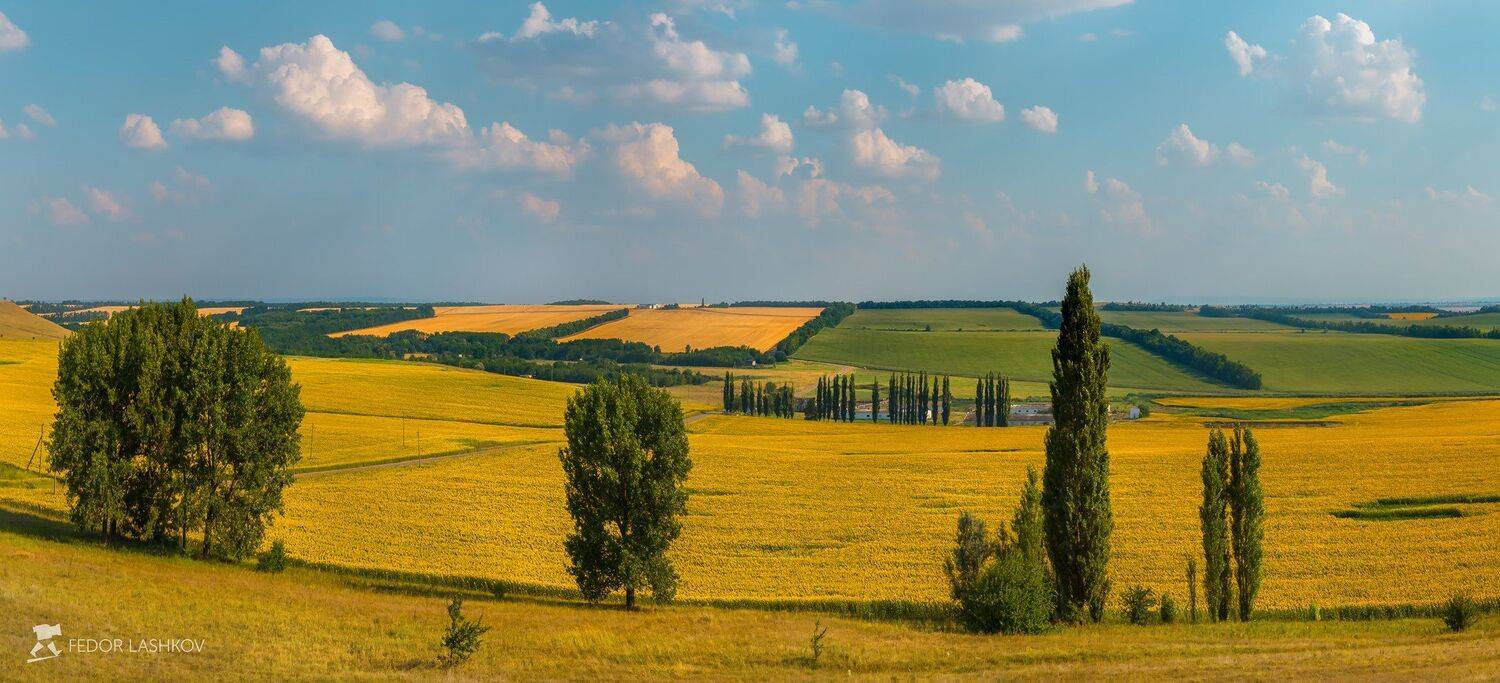 ставропольский край,  путешествие, фотоальбом, ставрополье, поле, культура, сельскохозяйственный ландшафт, подсолнух, дерево, тополь, облака, небо, пшеница., Лашков Фёдор