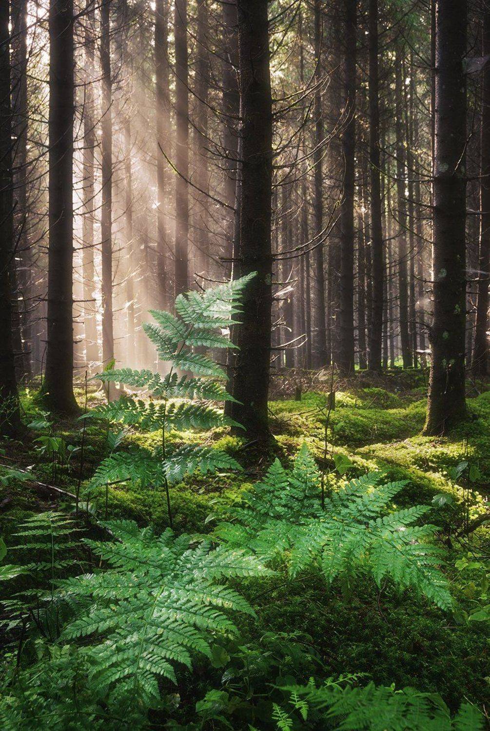 , Justinas Kondrotas