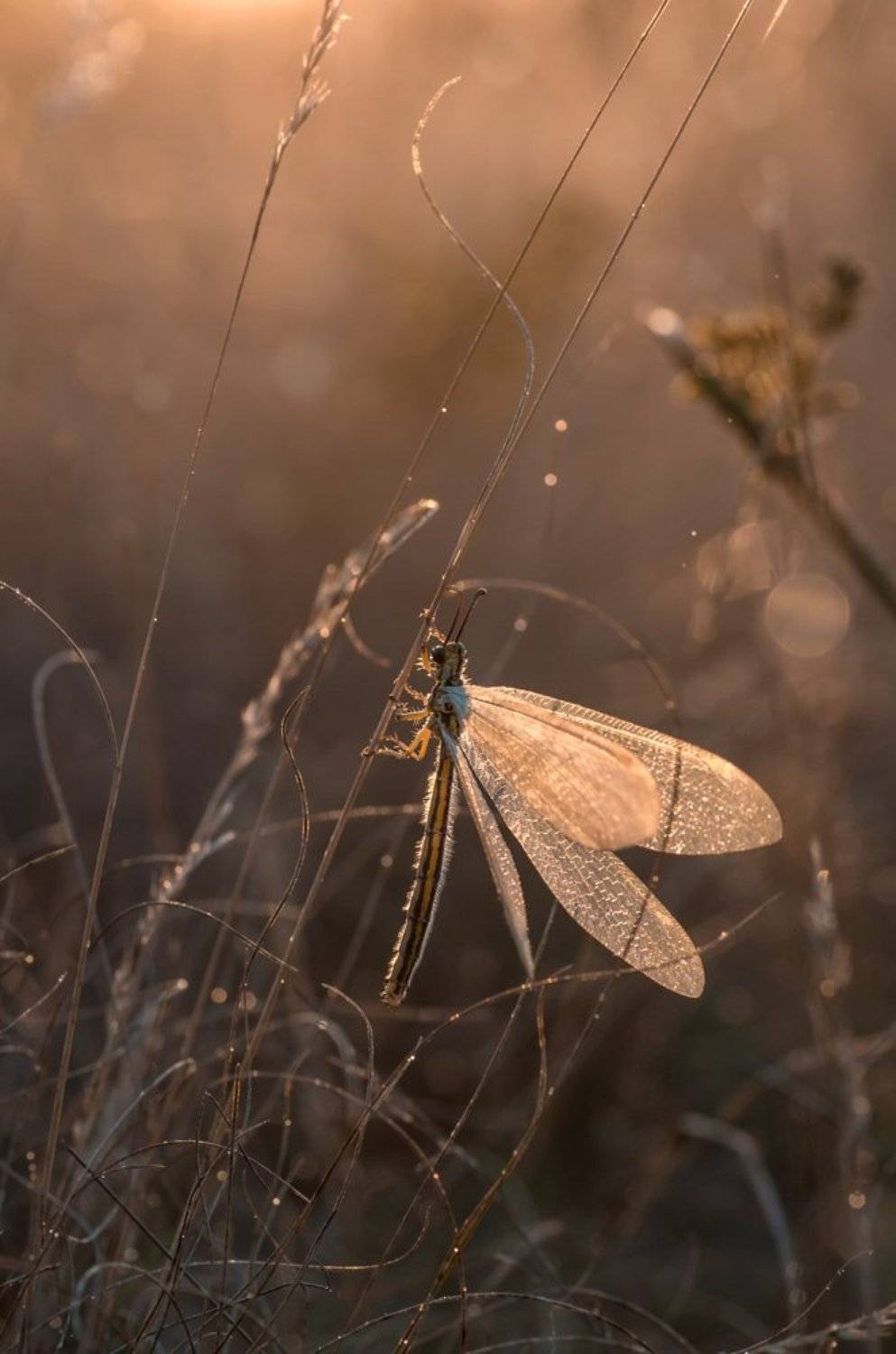 макро, рассвет, муравьиный лев, Анна Иванова