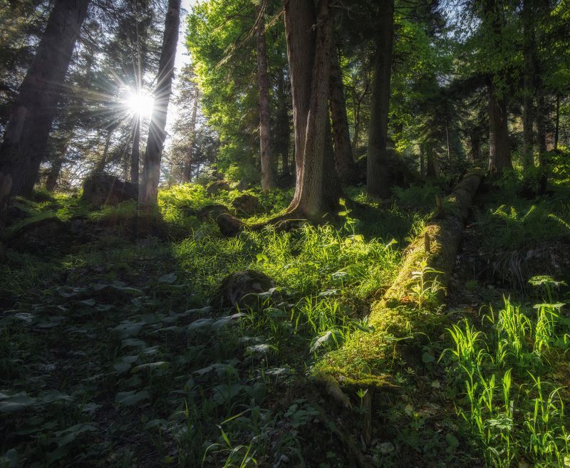 кавказ, карачаево-черкессия, тебердинский заповедник Лес в Тебердинском заповеднике. фото превью